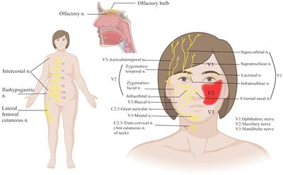 Occurrence and treatment of peripheral nerve injuries after cosmetic surgeries